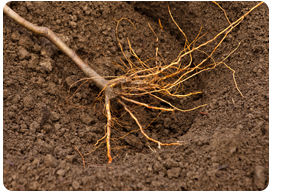 Rootstock